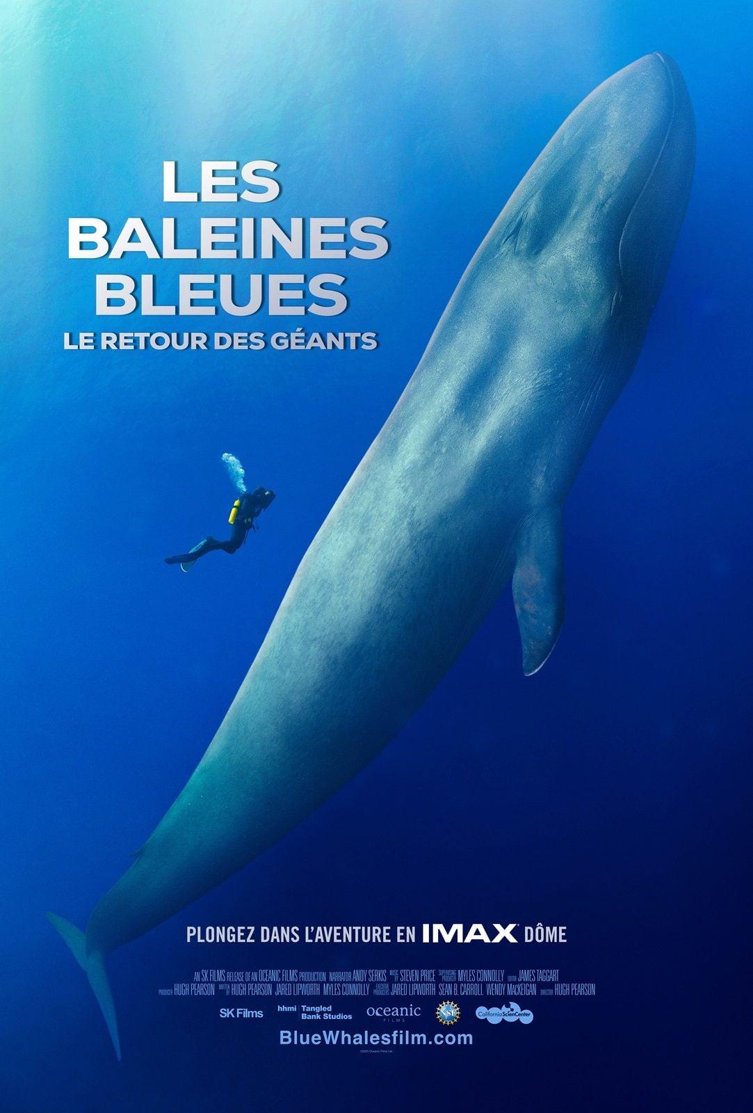 Les baleines bleues : le retour des géants